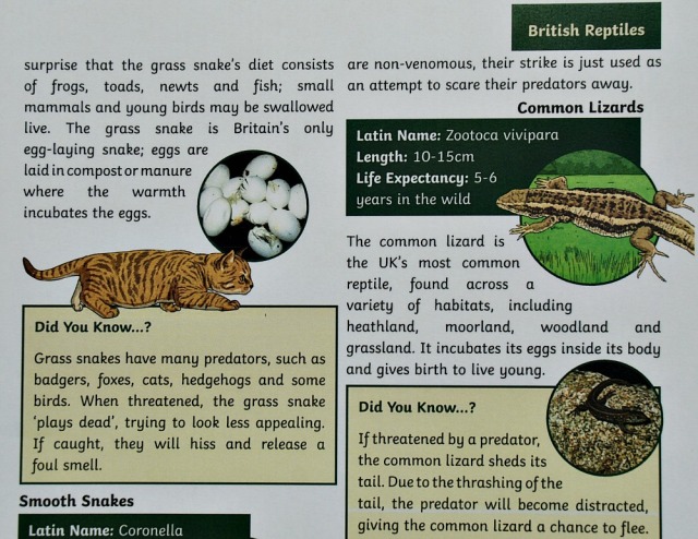 BBC Springwatch and Twinkl KS2 reading comprehension about British Reptiles