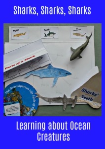 Shark Resources downloaded from Twinkl Resources website. Great for an Ocean themed topic